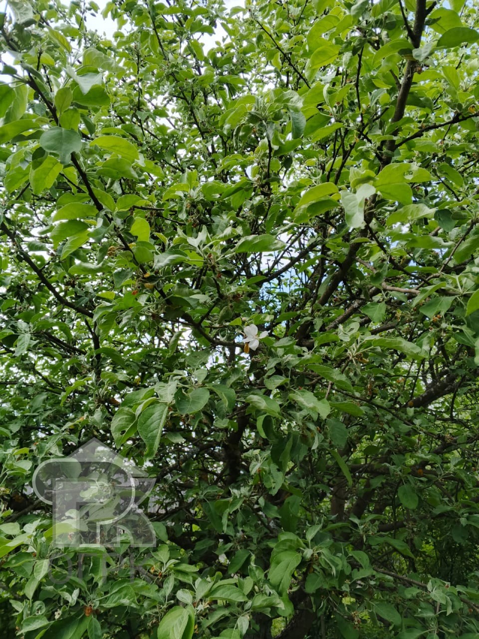 Купить дом, №385108