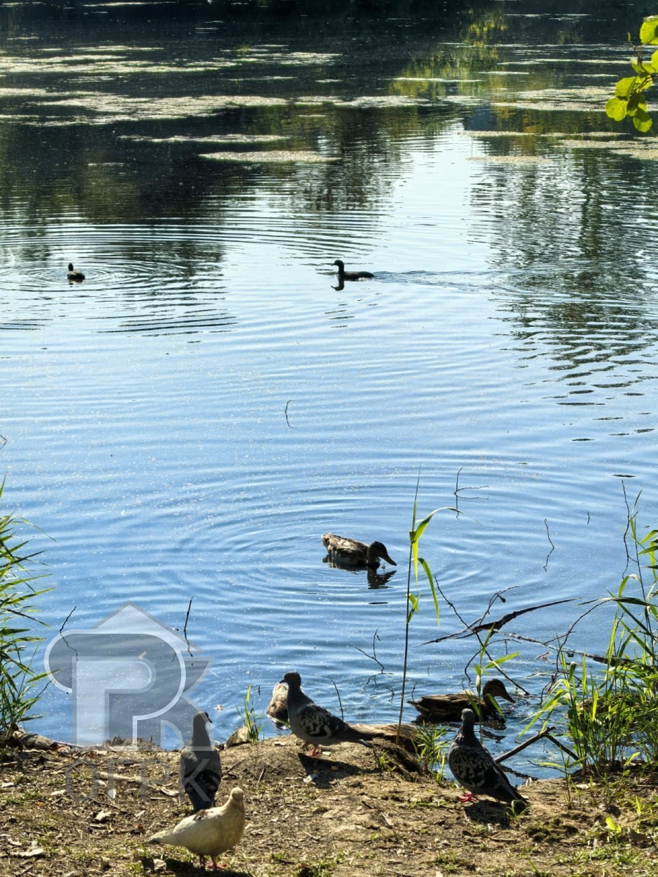 Купить 2-комнатную квартиру, №386846