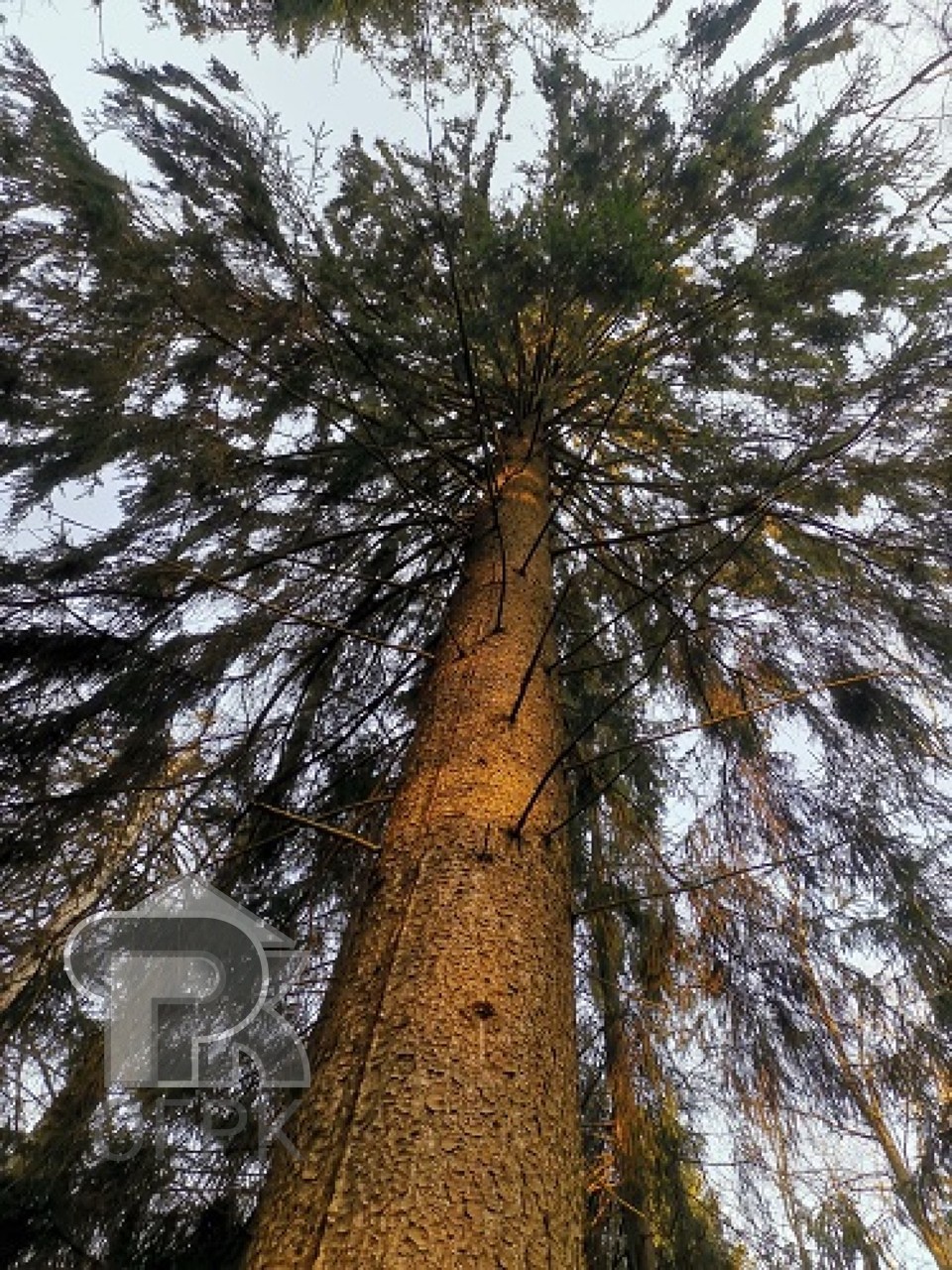 Купить землю, №389349