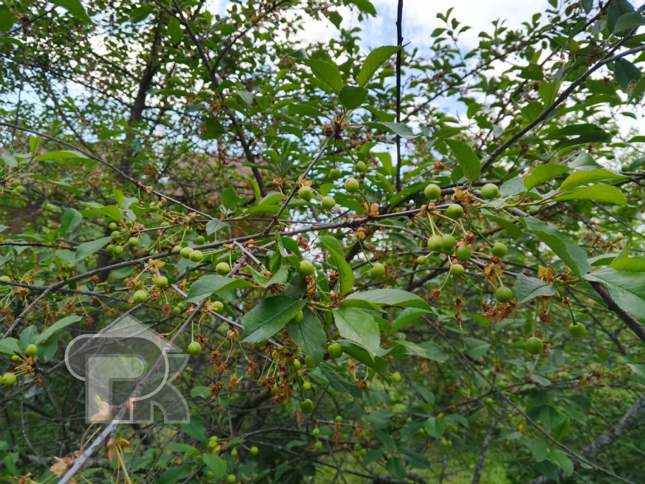 Купить дом, №385108