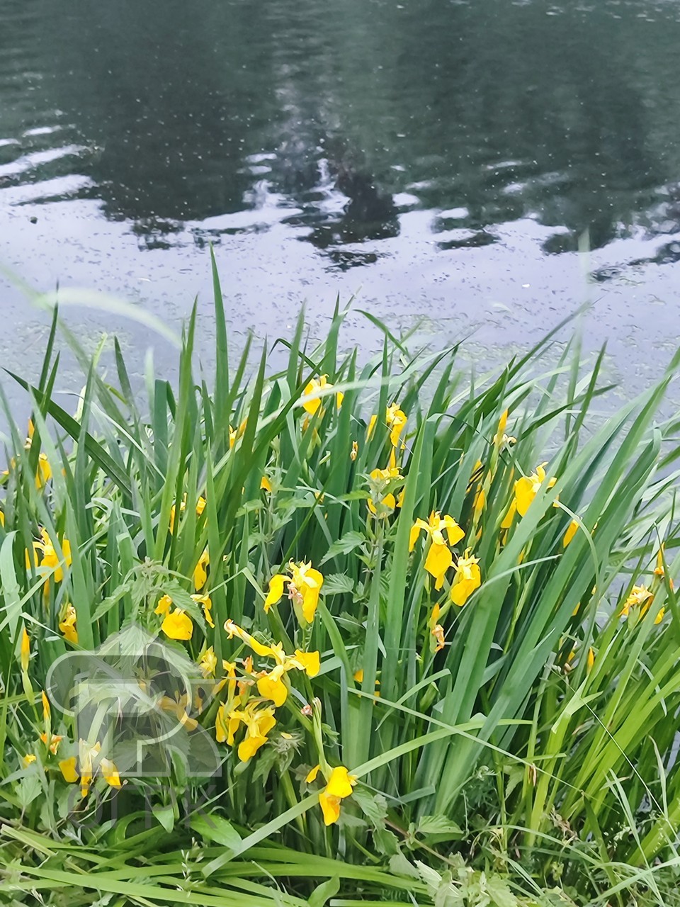 Купить дом, №384411