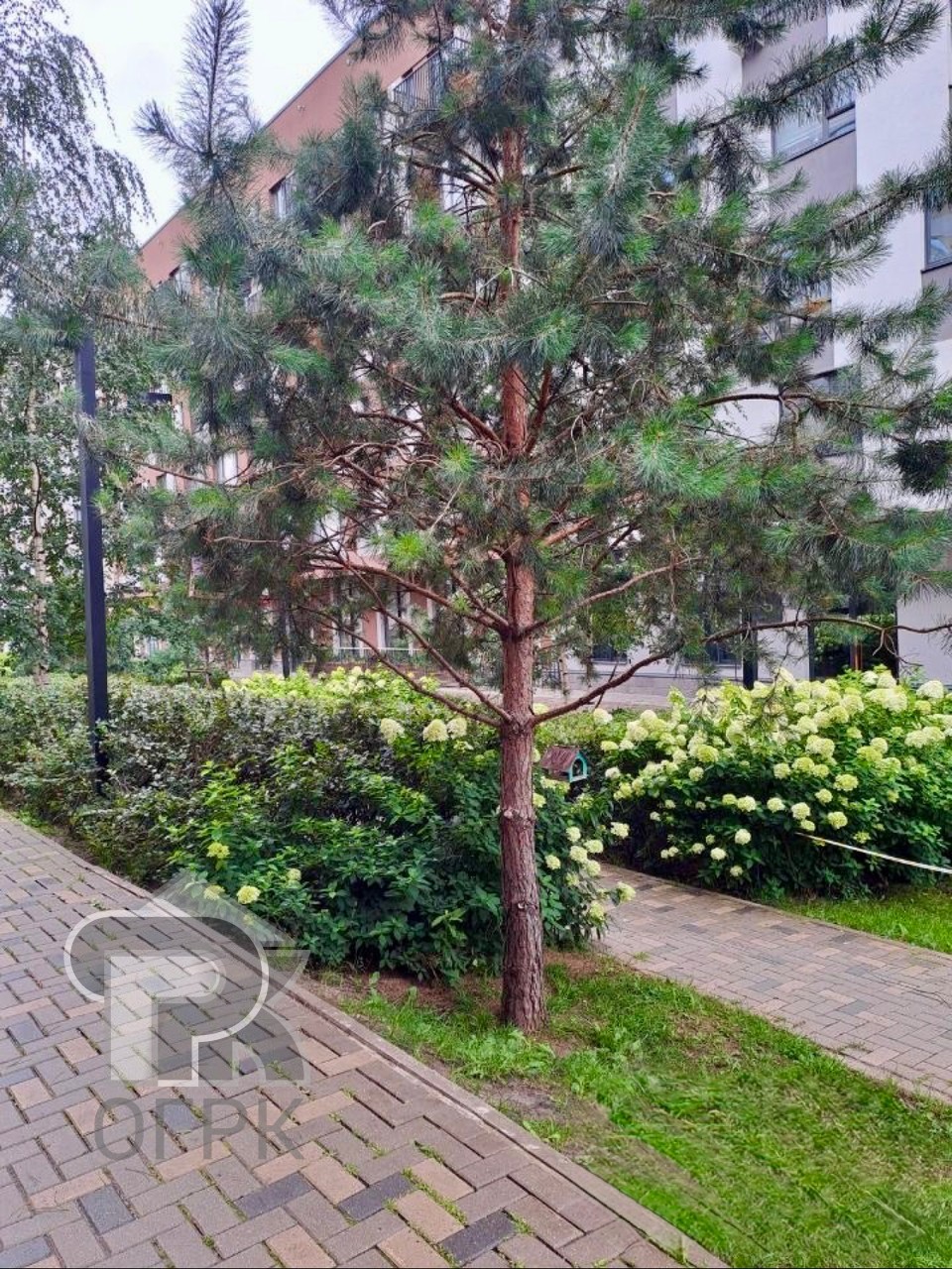 Купить студию, №391508