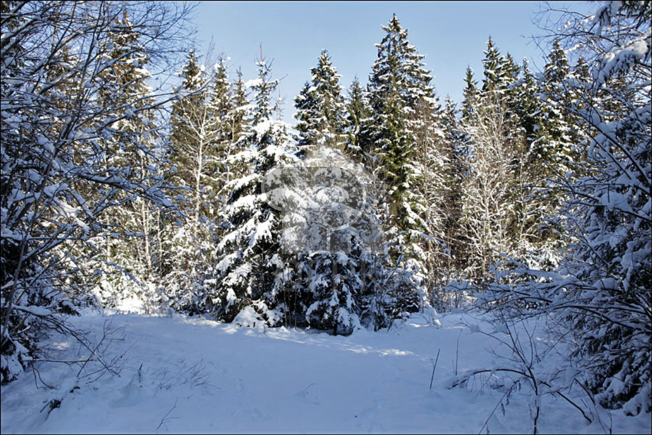 Поляна в лесу зимой