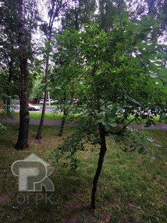 Купить 1-комнатную квартиру, №372988