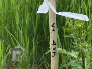 Купить землю, №390160