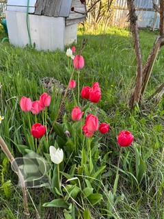 Купить дом, №385369