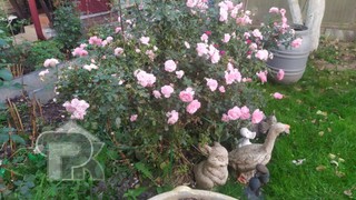 Купить дом, №386939