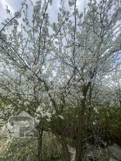 Купить дом, №388820