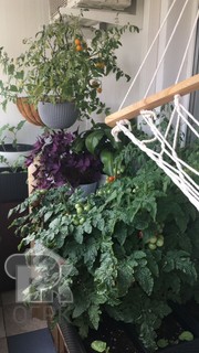 Купить 1-комнатную квартиру, №373271