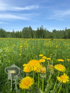 Купить землю, №390519