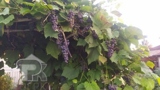 Купить дом, №386939