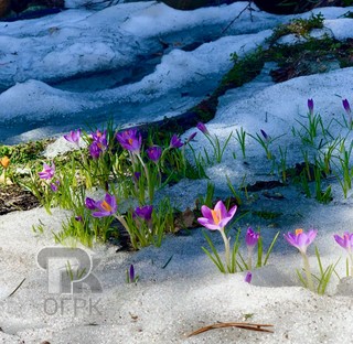 Купить коттедж, №388289