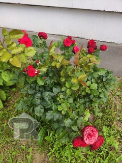 Купить студию, №390742