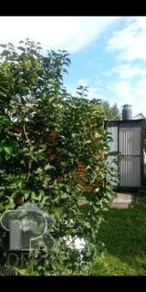 Купить землю, №388502