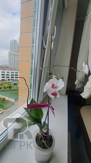 Купить 1-комнатную квартиру, №386417